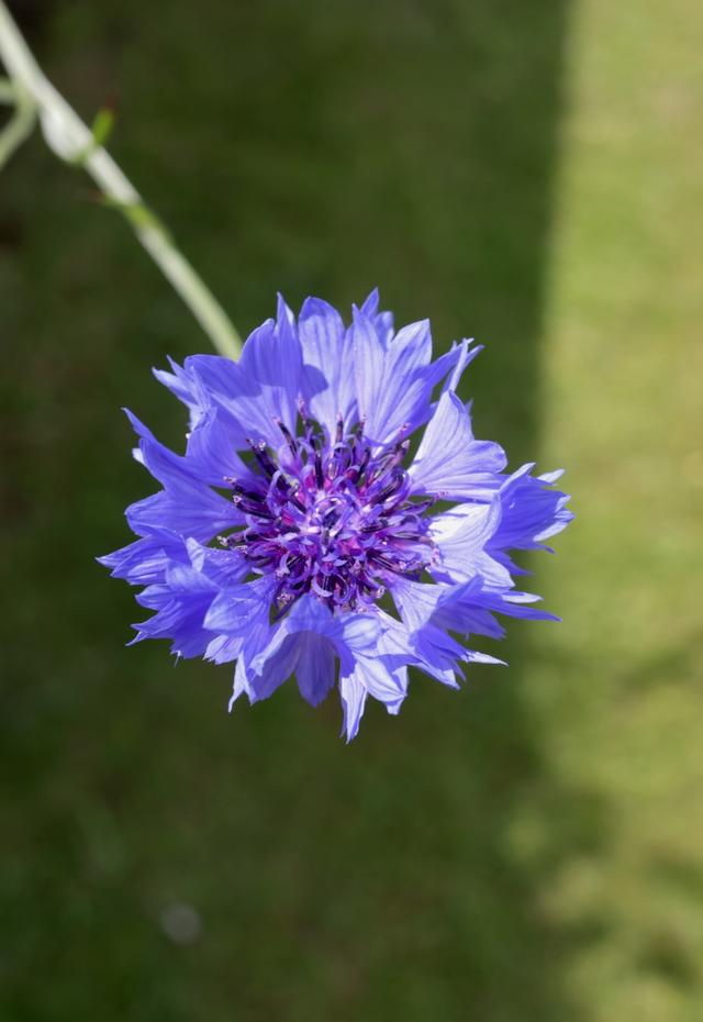 室内招财树养殖方法：让财运滚滚而来的秘密