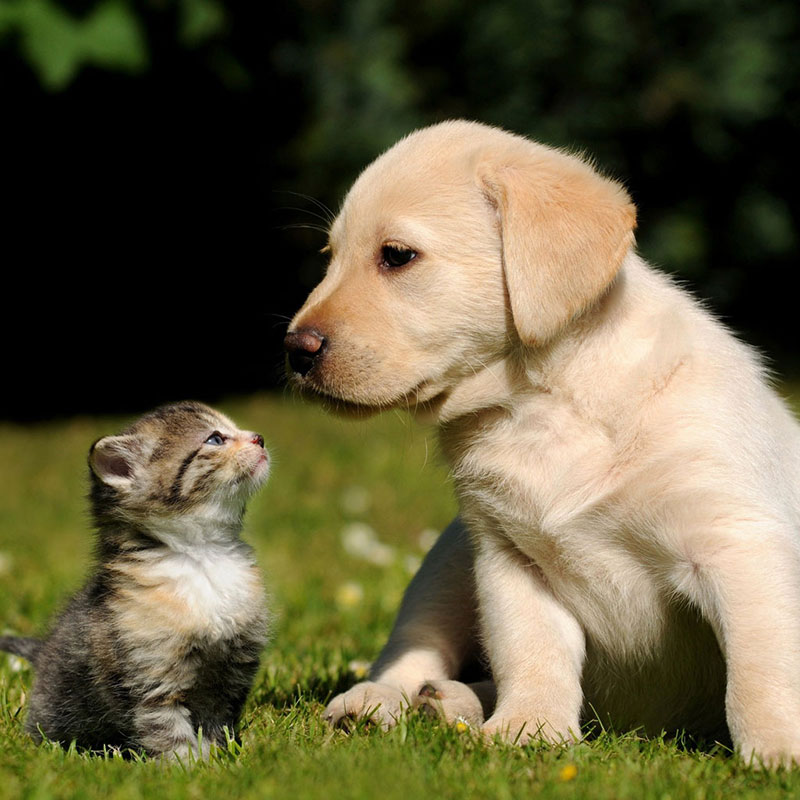 哪里有赠送猫咪的网站？揭开温馨领养之谜