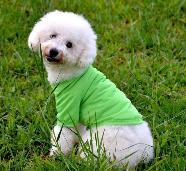 公猫咪睡觉时弟弟：揭秘宠物间的温馨陪伴